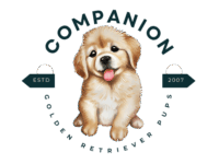 Companion Golden Retrievers